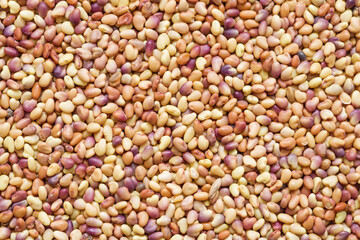 Red Clover Seeds