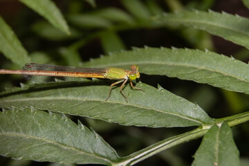 Macro of Yellow Waxtail Damselfly or Coromandel Marsh Dart