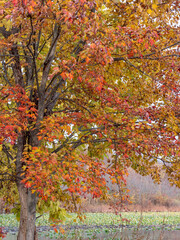 Vibrant Autumn Colors - Rockland Lake