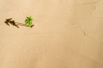 Aerial view of lonely palm tree on sandy deserted beach. copy space. Summer and travel concept. Minimalism
