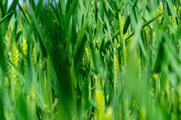 Green spring fields