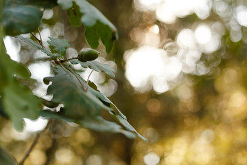 Closeup oak branch with green acorns, sunset lights. Horizontal view.