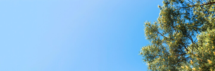 Pine branches on blue sky background with copy space. Banner.
