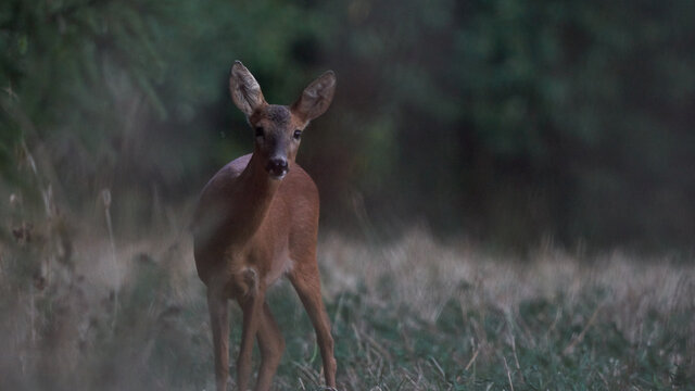 Rascht Bilder Durchsuchen 1,319 Archivfotos, und