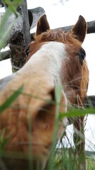 horse eating up close