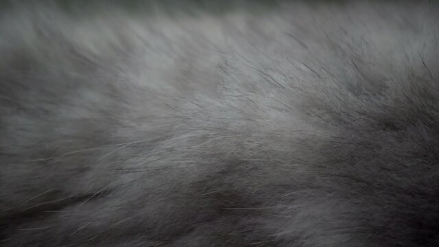 4k Cat Wool Texture Background