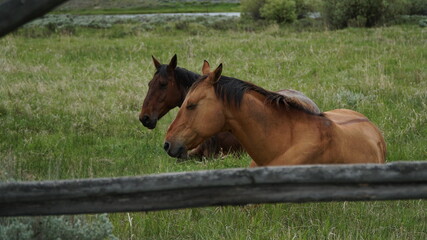 horses laying down