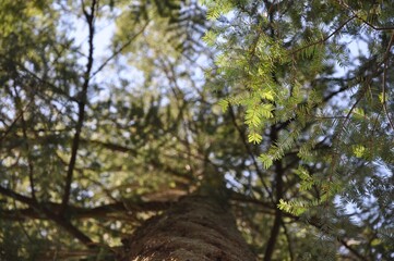 Obraz premium Canada