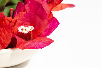 macro view of bougainvillea flowers and red bracts isolated on white © GC Fotoestudio