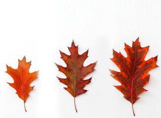 Multicolored leaves. Colorful autumn leaves collection isolated on white background