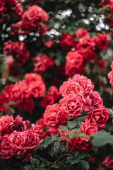 Beautiful blooming roses in the garden. Floral background.
