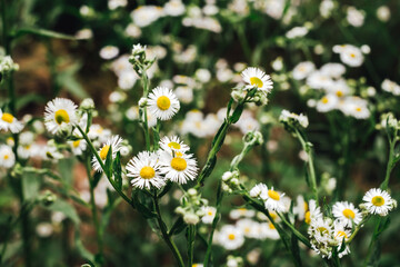 Beautiful blooming chamomile in the garden. Floral background