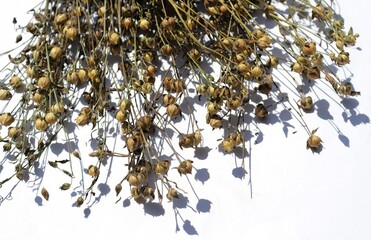 Common Flax or Linseed Branches with Pods Isolated on White Background, Also Known as Linum Usitatissimum or Flax
