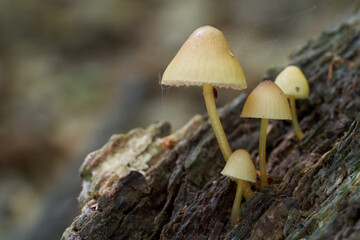 Inedible mushroom Mycena renati in the beech forest. Known as beautiful bonnet. Group of wild yellow mushrooms growing on the tree stump.