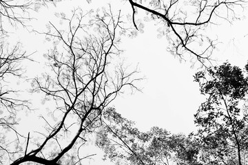 Looking up in Forest - Tree branches nature abstract - monochrome