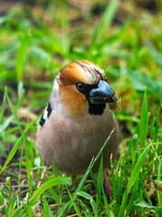 Hawfinch (lat.Coccothraustes coccothraustes) - a species of bird from the family finch. Hawfinch sits on the ground among the green grass and eats the found food.