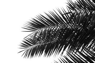 Obraz premium perfect palms leaf on white background