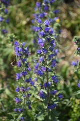 Flowering plant of Echium vulgare, known as viper's bugloss or blueweed.