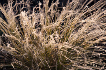 Fototapeta premium Abstract defocused background from grass glowing in the sun