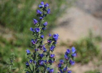 Flowering plant of Echium vulgare, known as viper's bugloss or blueweed.