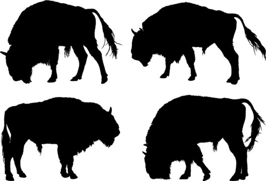Buffalo. American Bison silhouette collection