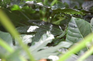 Fototapeta na wymiar dew on a leaf