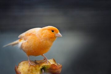 Kanarienvogel auf Apfel