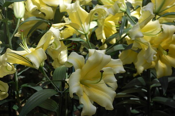 Obraz premium bouquet of yellow tulips