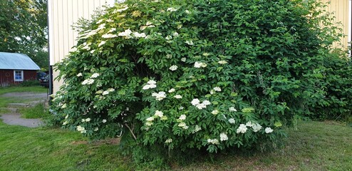 tree in the garden