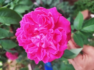 pink rose flower