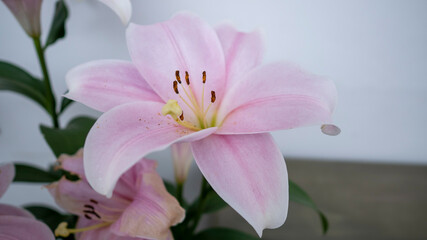Fototapeta na wymiar Oriental Pink Lily on white background