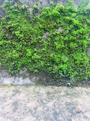 green algae in the wall