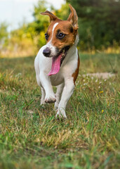 Small Jack Russell terrier running towards camera on country road, her tongue out, sun lit grass and trees background