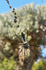 Red legged golden orb weaver spider female - Nephila inaurata madagascariensis, resting on her nest, few caught flies behind, blurred bushes in background
