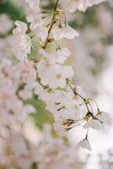 A beautiful branch of impeccable pear tree blossoms