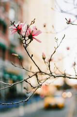 A promise of spring in the city