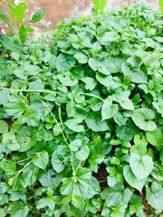 green leaves background