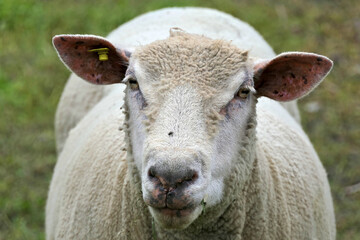 Closeup face of a white sheared sheep in a green pasture