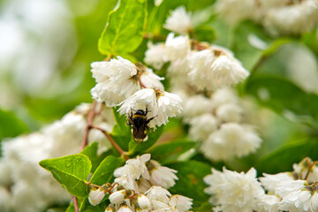 Nahaufnahme einer Hummel, Bombus beim Bestäuben eines Gartenjasmins