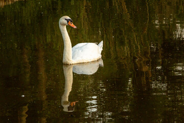 Fototapeta premium swan on the lake