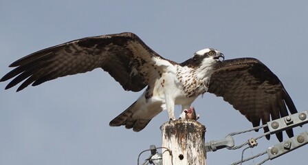 Osprey eating a fish