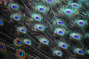 Plumaje y plumas de un pavo real macho