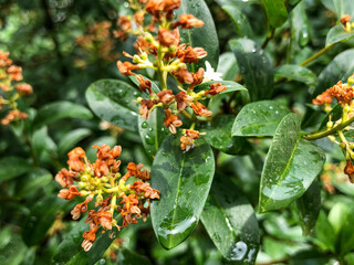 red and green leaves