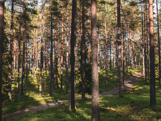 Trail in the Finnish pine forest.