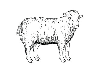 vector illustration of a sheep