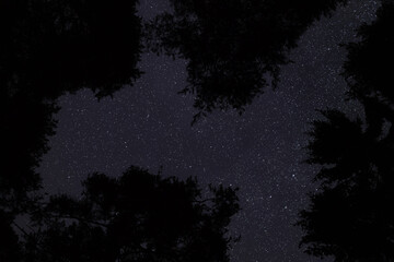 Fototapeta na wymiar Looking up coniferous trees, clear night sky with many stars above
