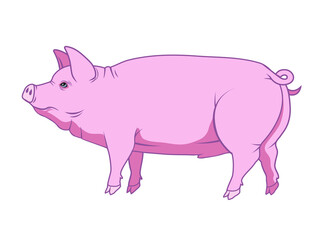 vector illustration of a pig