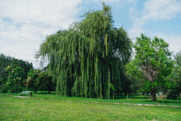 Fototapeta na wymiar Weeping willow tree in a city park on a sunny day