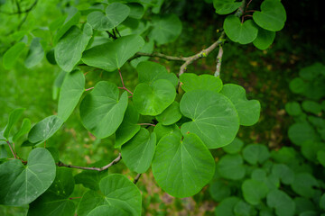 Fototapeta na wymiar Catalpa leaves close-up. Beautiful green leaves of a catalpa tree