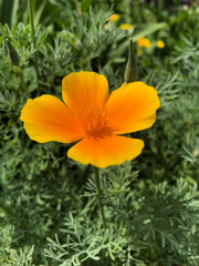 orange flower in the garden
